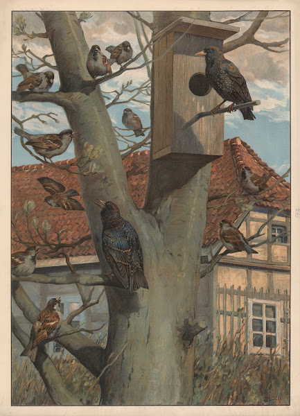 Starling and House bunting 1910