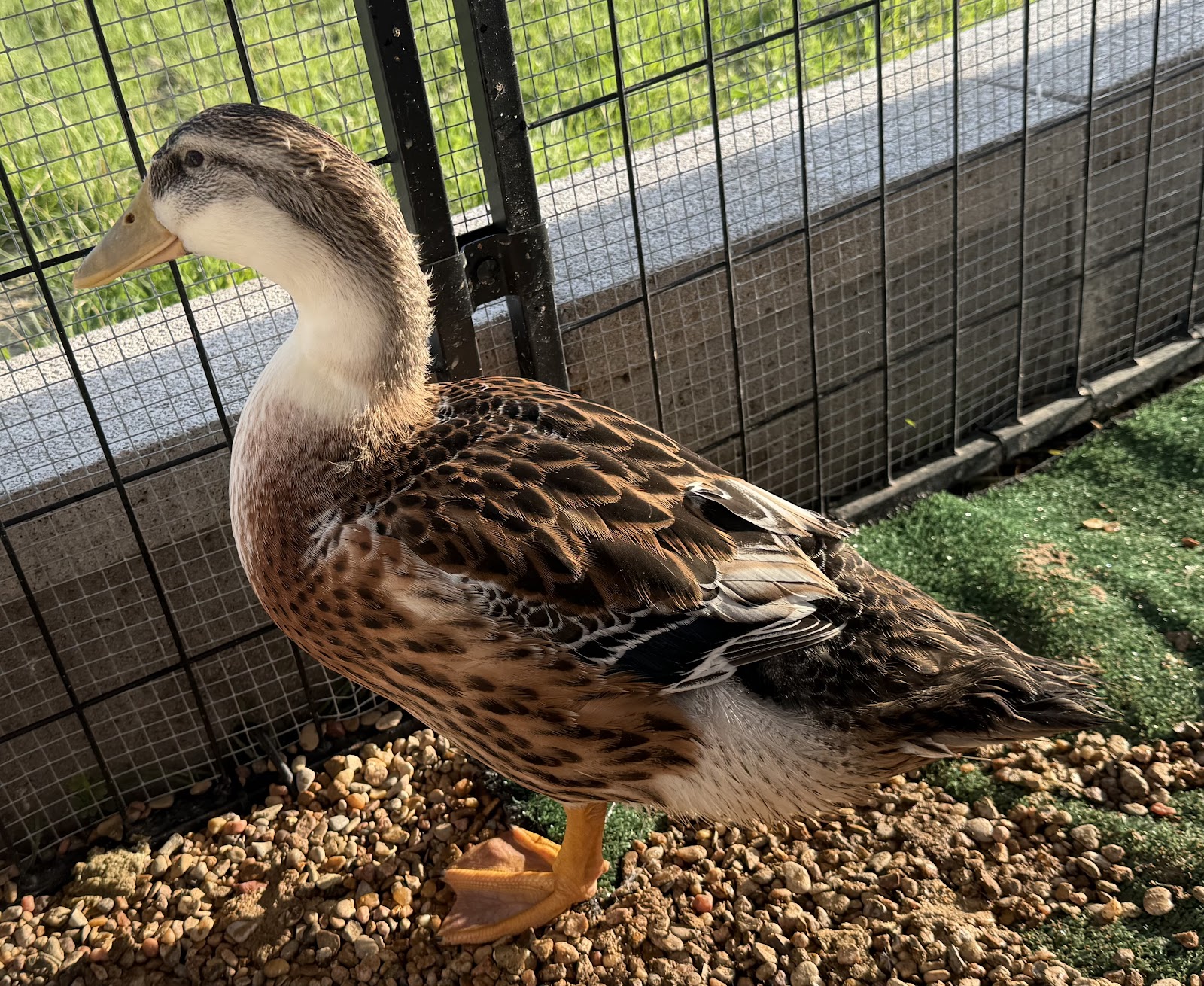 Silver Appleyard Duckling