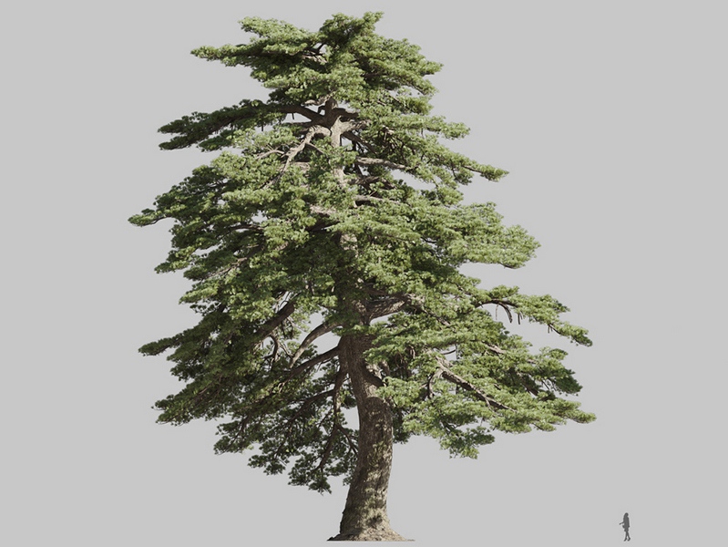 Maxtree - Plant Models Vol.126