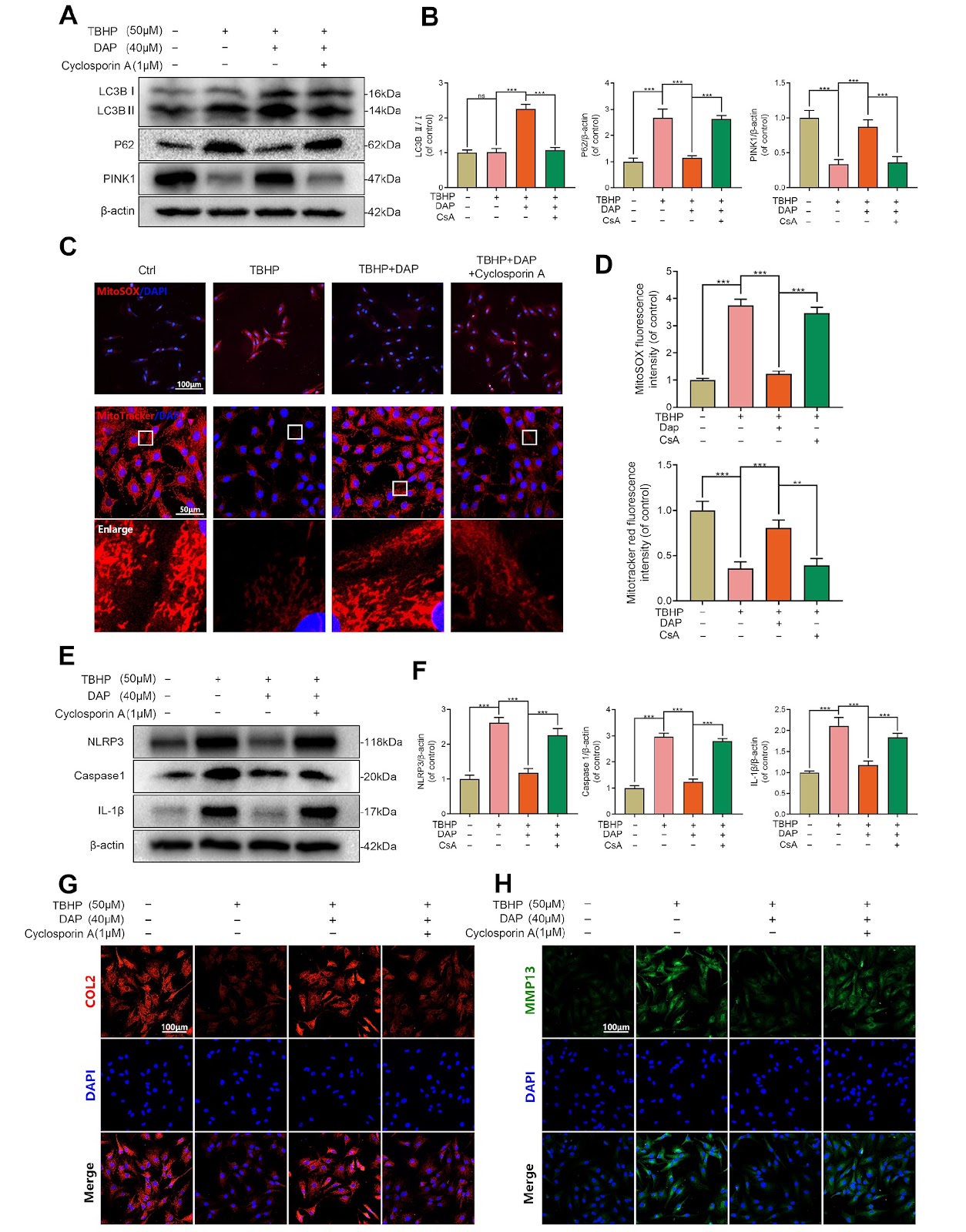 Daphnetin-mediated mitophagy alleviates intervertebral disc degeneration via the Nrf2/PINK1 pathway