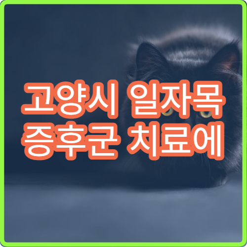 고양시 일자목 증후군 치료에 특화된 병원 추천 및 상담 방법