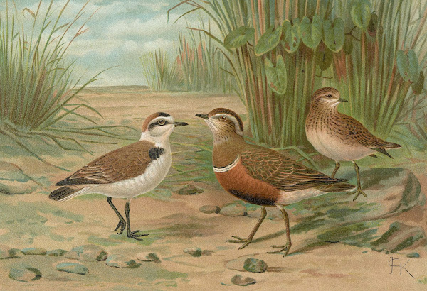 Charadrius alexandrinus Charadrius morinellus