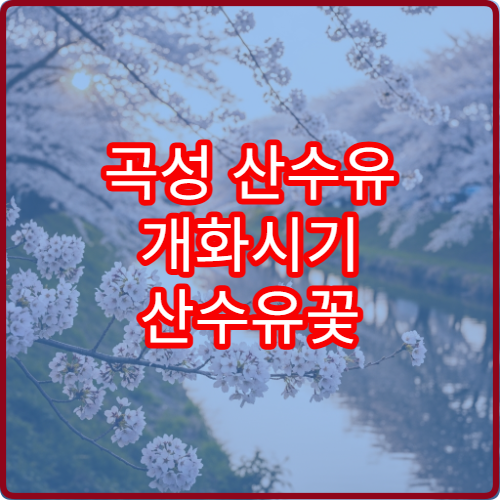 곡성 산수유 개화시기 산수유꽃 개화 정보