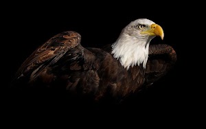 Eagle Wallpaper