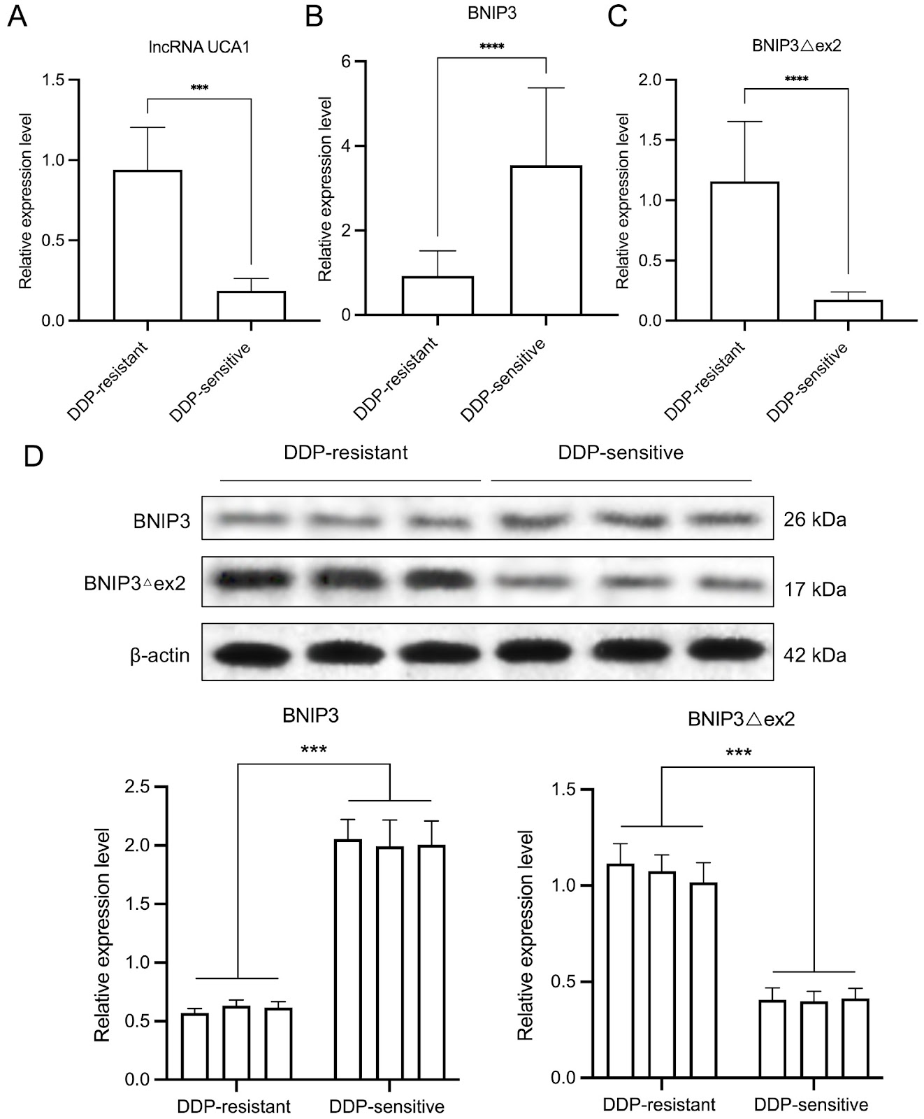 Long noncoding RNA UCA1 knockdown inhibits cisplatin-resistant cervical cancer tumorigenesis via the miR-195-5p/IKBKB axis