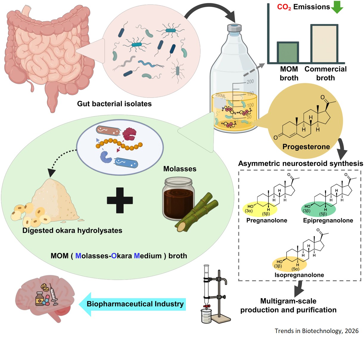 Neurosteroid production using gut bacteria and plant-based materials