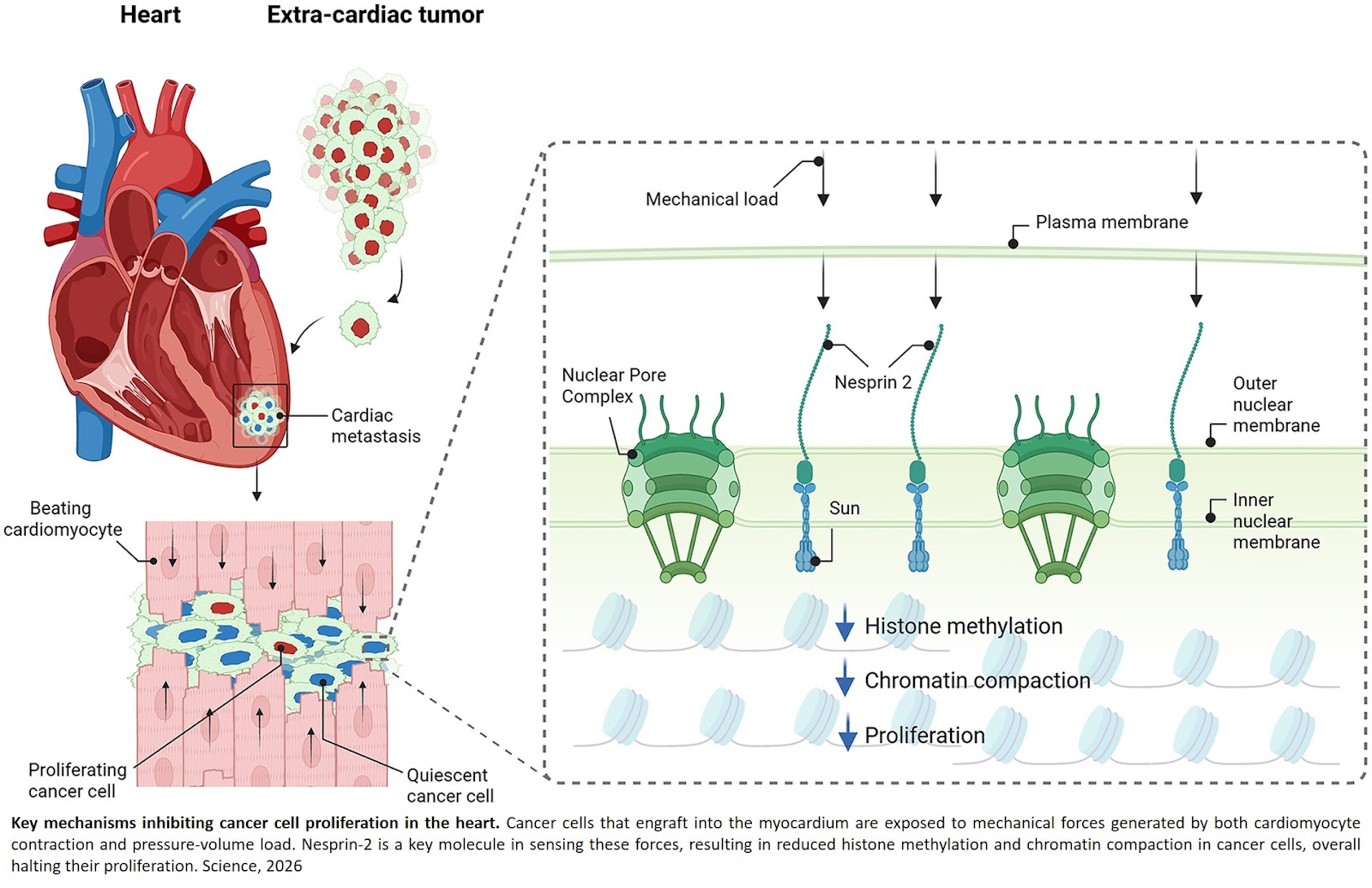 The beating of the heart suppresses growth in cardiac cancers