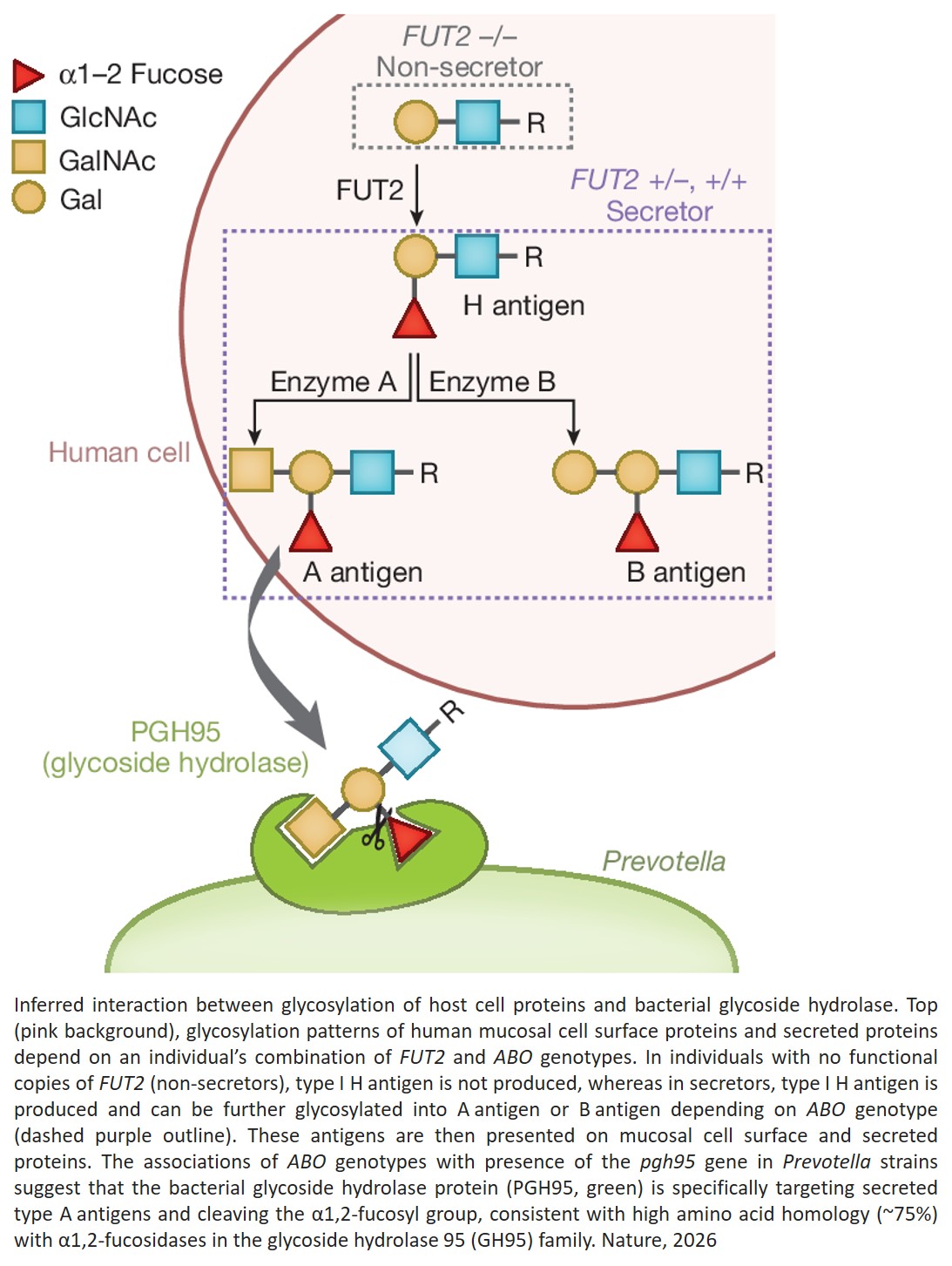 Human and bacterial genetic variation shape oral microbiomes and health