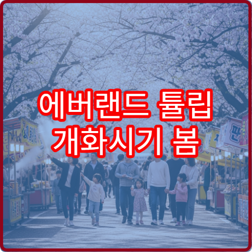 에버랜드 튤립 개화시기 봄 튤립 절정 예상