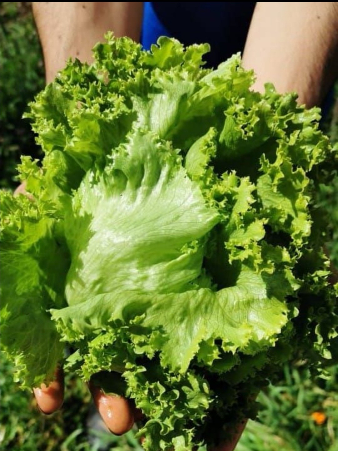 Comprar Lechuga verde crespa orgánico
