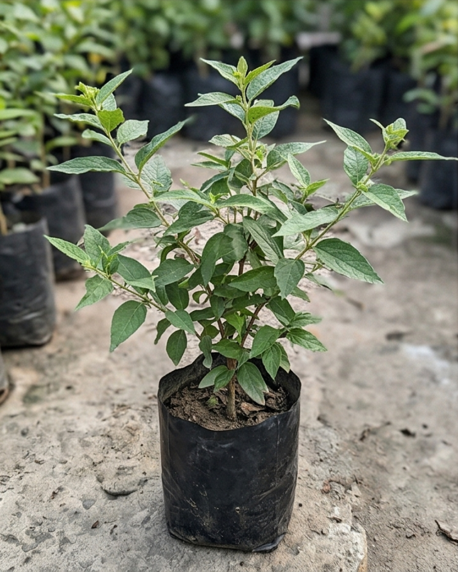 Shiuli Hybrid Plant — view 5