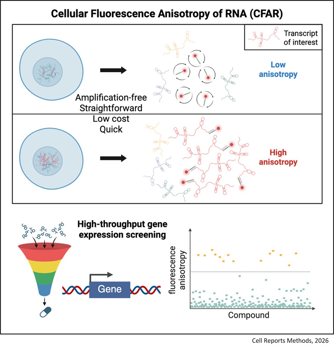 High-throughput, amplification-free detection of endogenous gene expression perturbations via fluorescence anisotropy