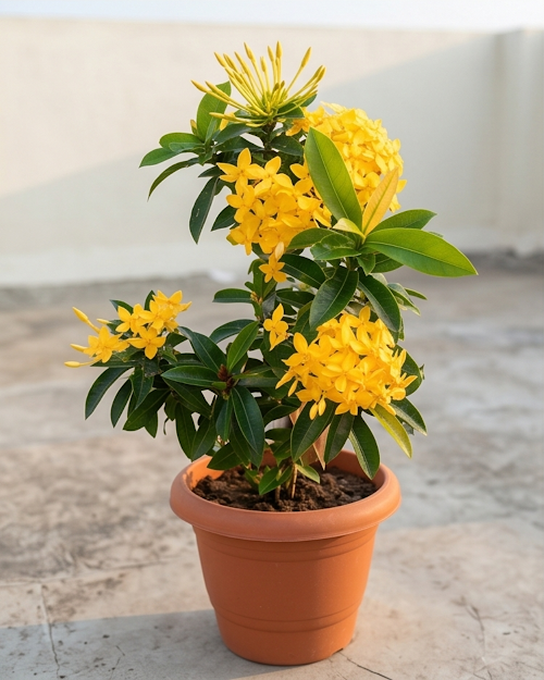 Ixora Yellow Plant