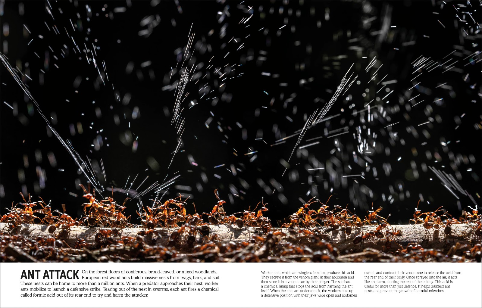 Our World in Pictures Bugs, Butterflies, Beetles and Bees — gambar 6