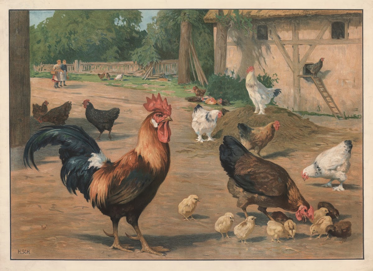 Chickens 1910