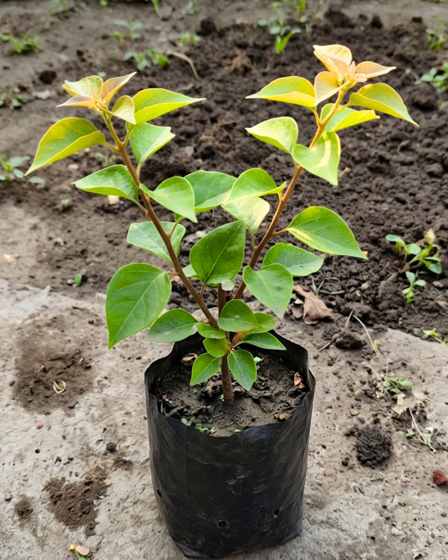Imported Moonlight Yellow Bougainvillea Plant — view 3