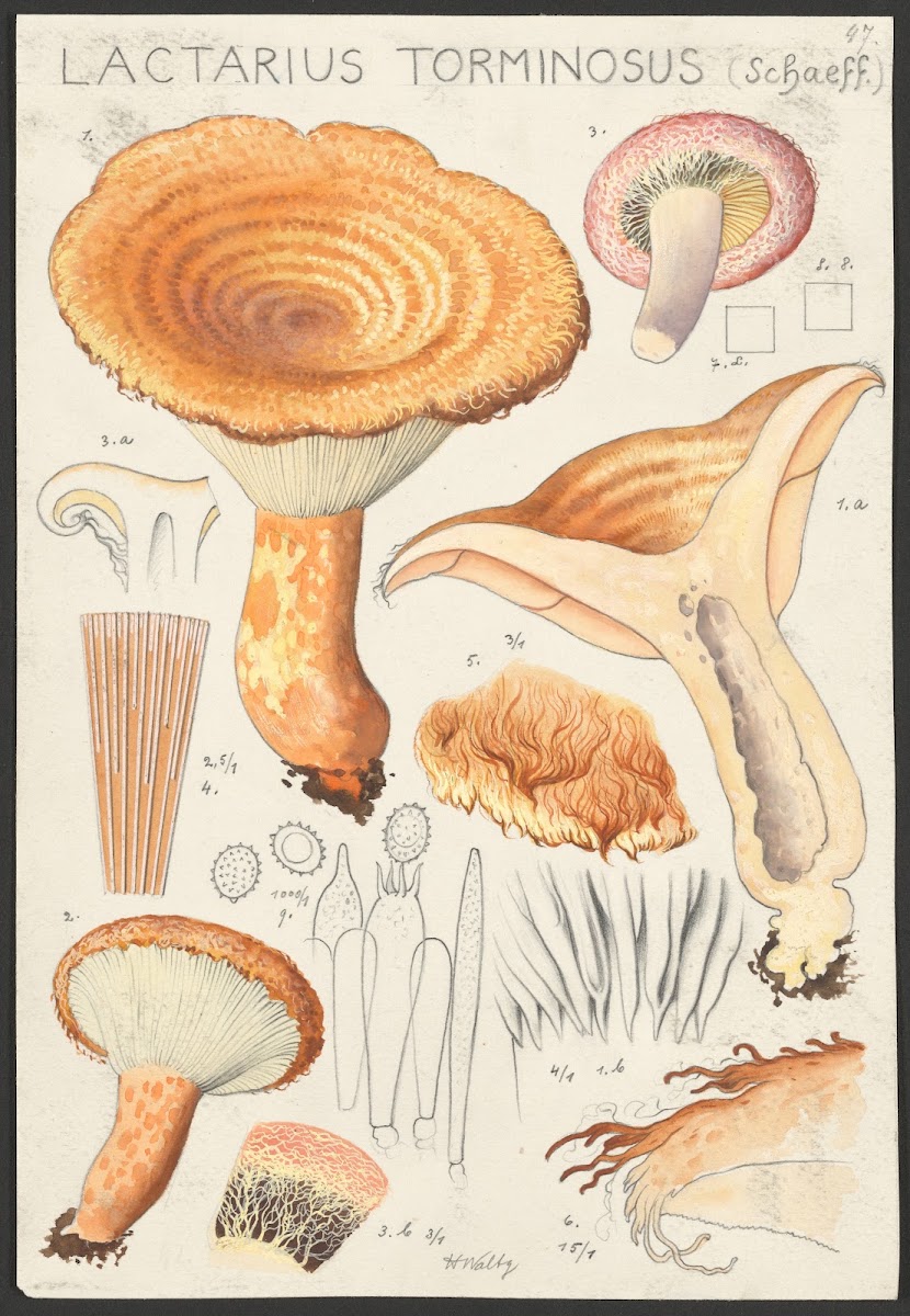 Lactarius torminosus Schaeff 1915 1945