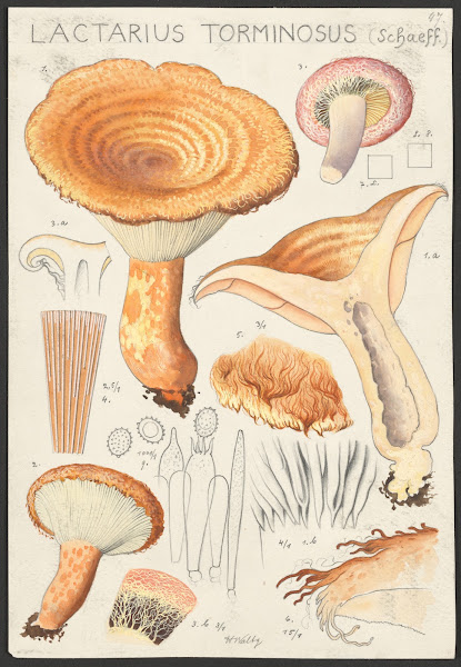 Lactarius torminosus Schaeff 1915 1945