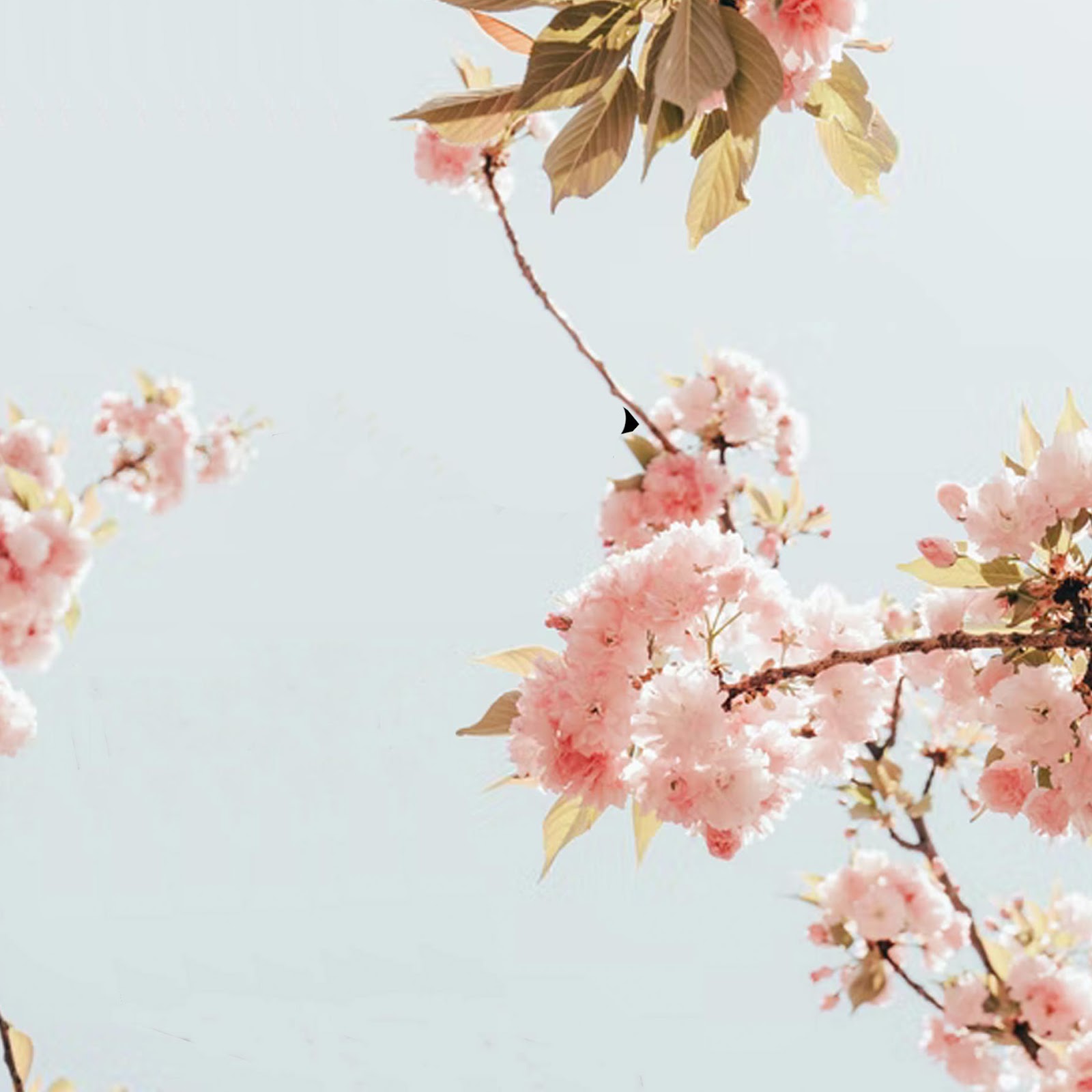 Download Cherry Blossom, Ikigai, Spring, Floral 2K iPhone