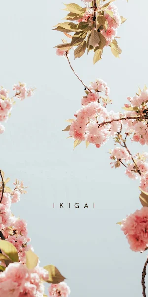 Cherry Blossom, Ikigai, Spring, Floral 2K iPhone Wallpaper Background