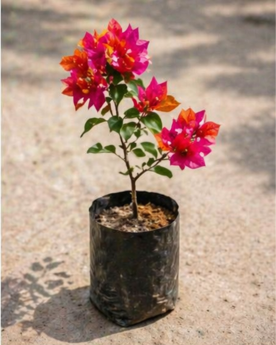 Imported Monduring Bougainvillea Plant — view 2