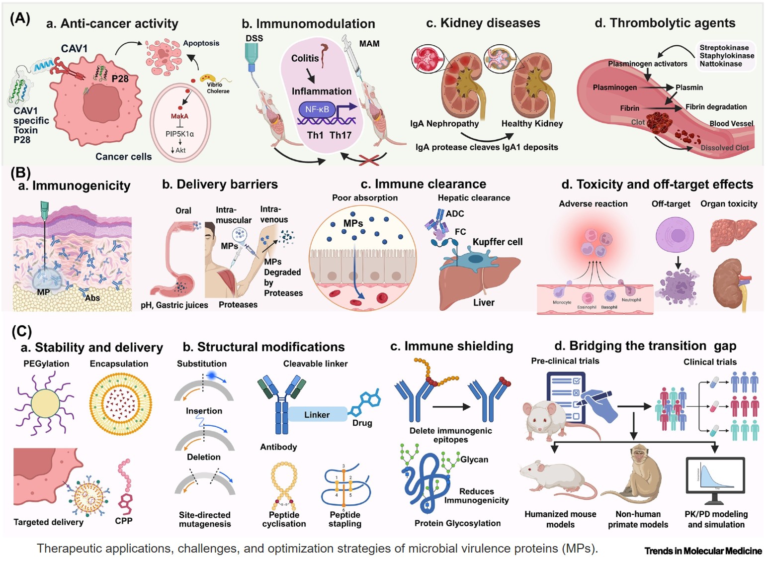 Repurposing of microbial proteins as new-generation therapeutic agents for biomedical applications