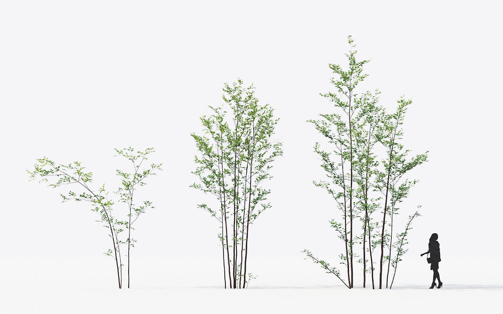 Maxtree - Plant Models Vol.14