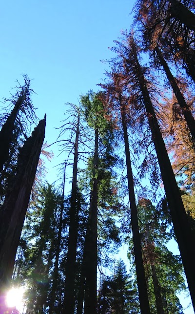 Barbed Forest
