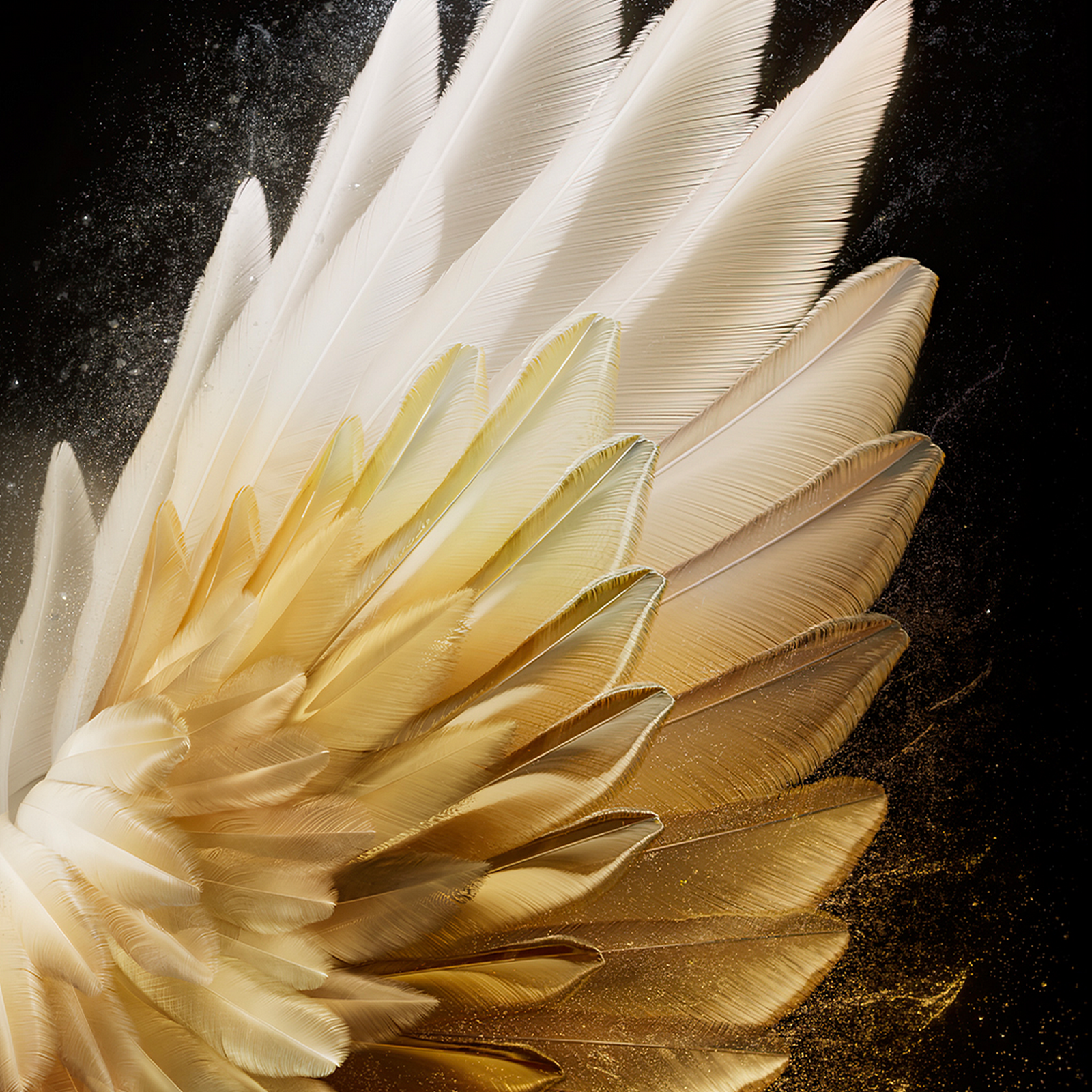Download Golden And White Feather Wing Full HD iPhone