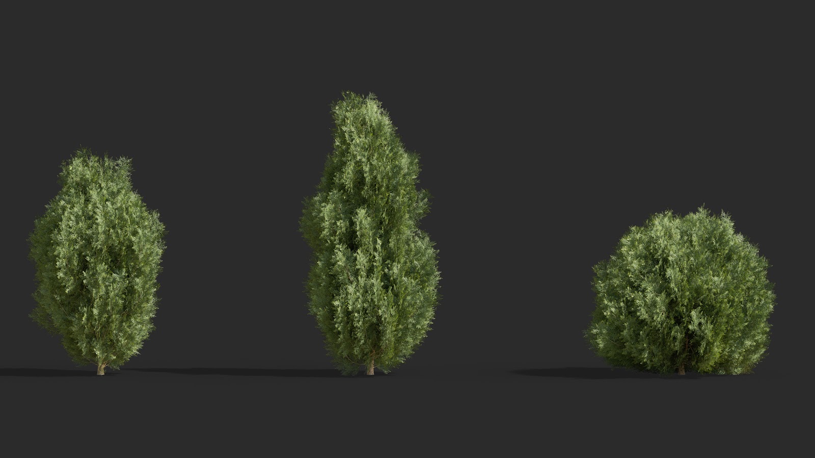 Maxtree - Plant Models Vol.63