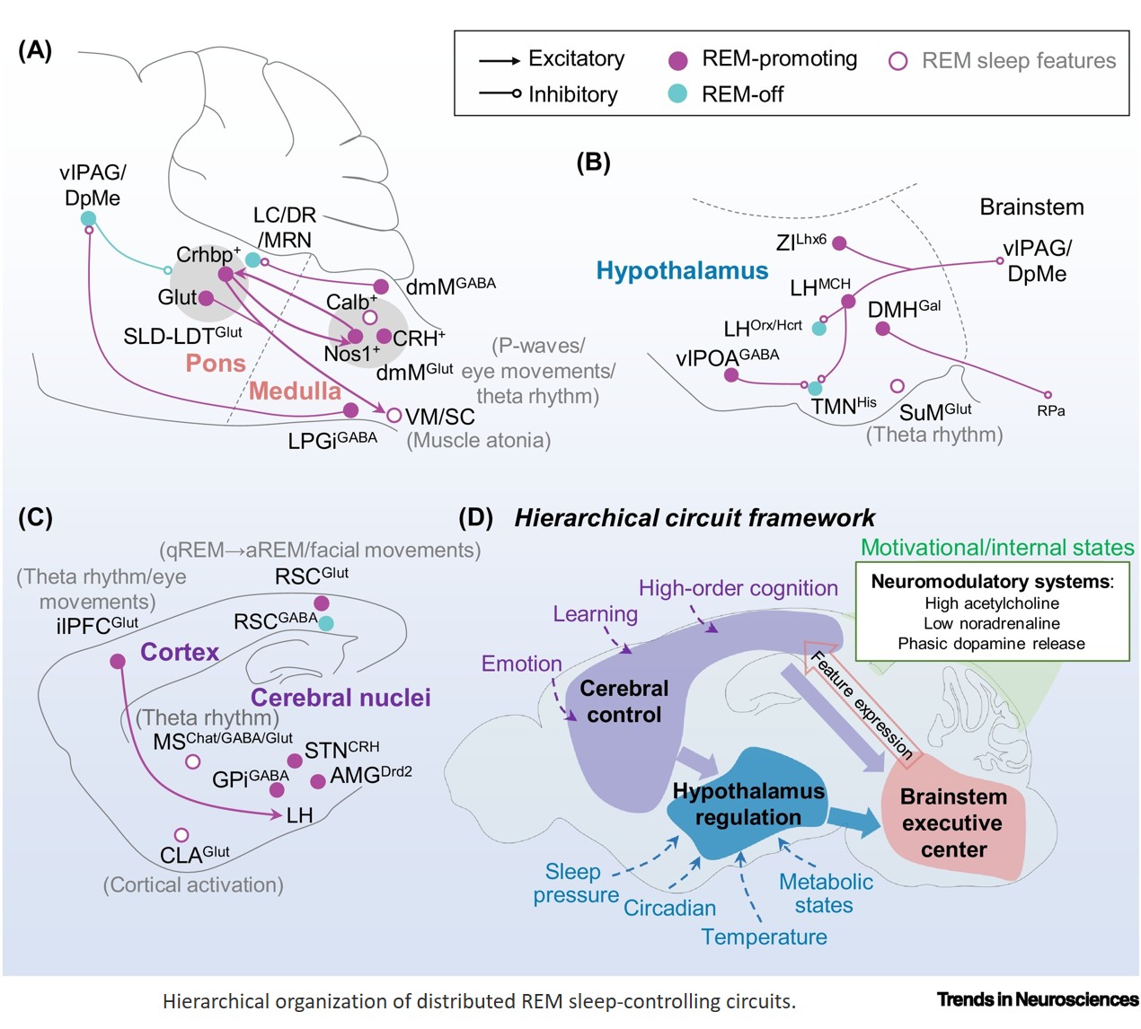 Cracking the complexity of REM sleep