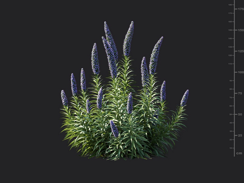 Maxtree - Plant Models Vol.115