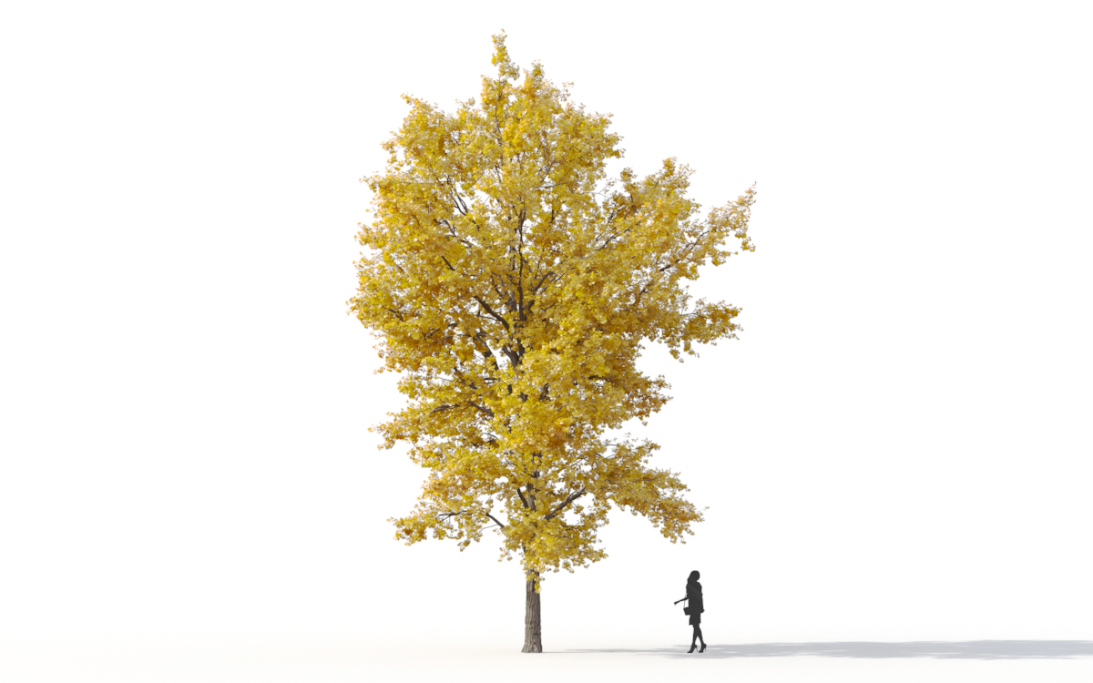 Maxtree - Plant Models Vol.11