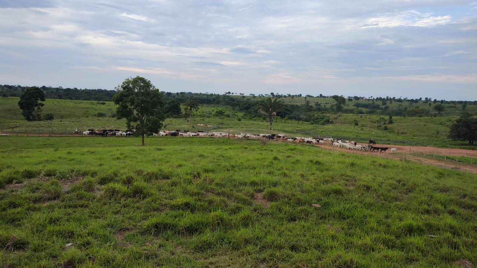 Fazenda em Brejo Grande do Araguaia-PA 3