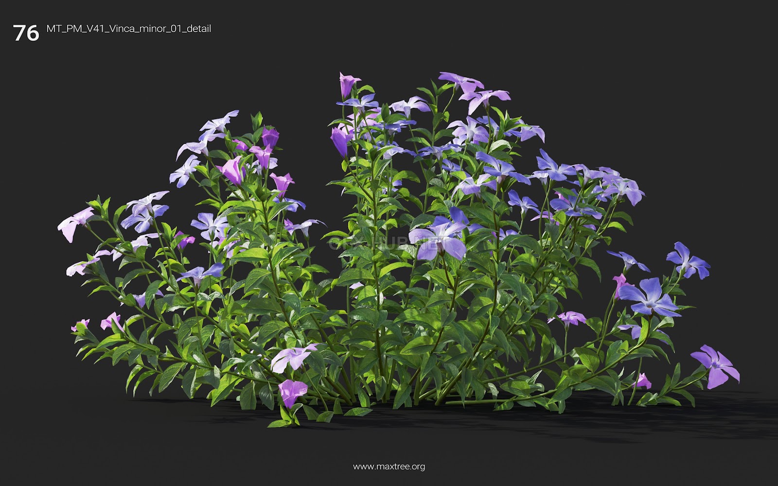 Maxtree - Plant Models Vol.41