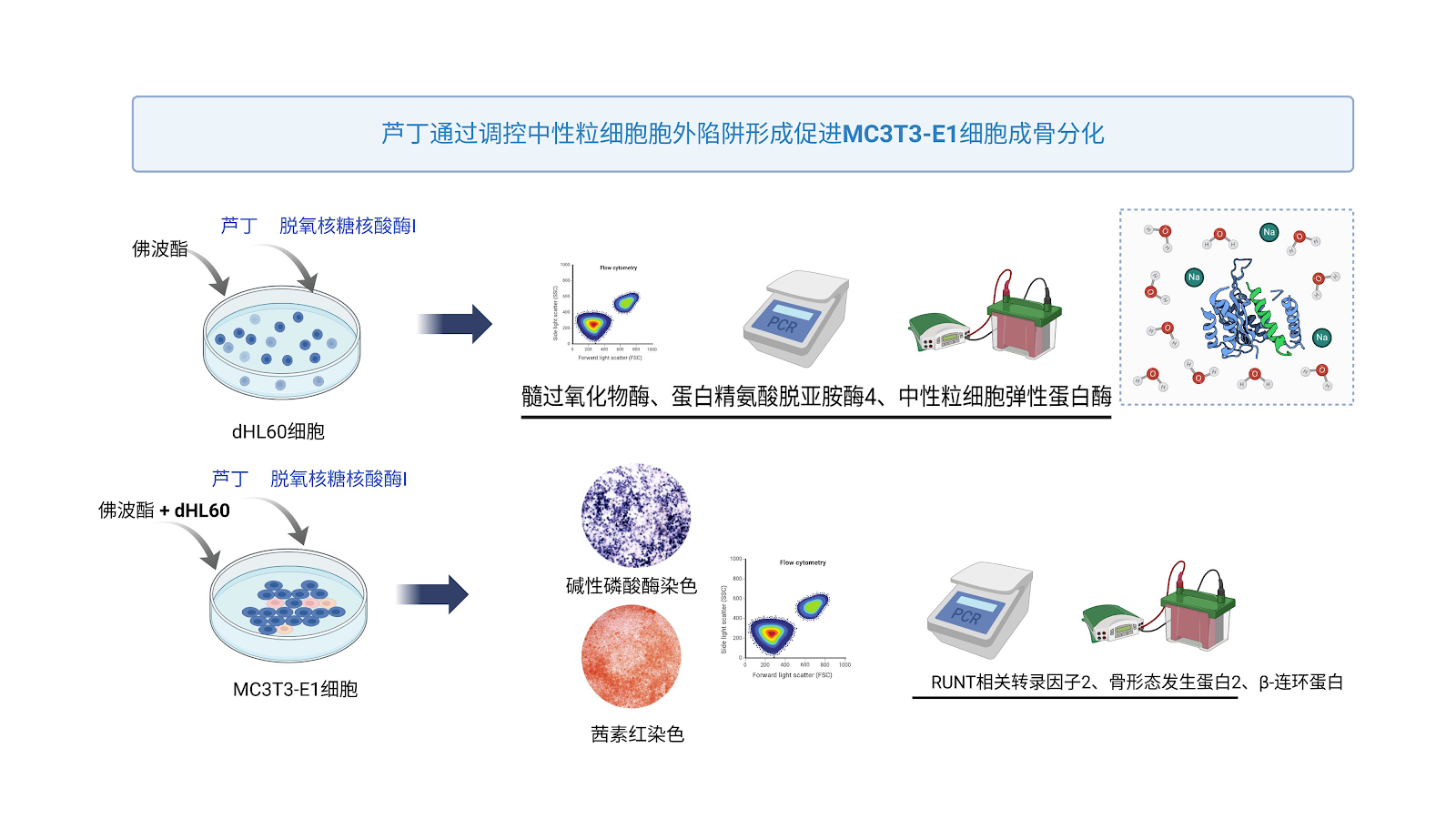 Rutin promotes osteogenic differentiation of MC3T3-E1 cells: regulating the formation of neutrophil extracellular traps
