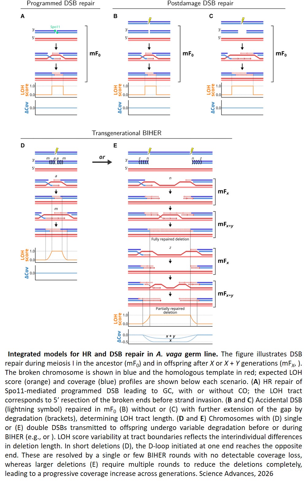 Transgenerational chromosome repair in the asexual bdelloid rotifer Adineta vaga
