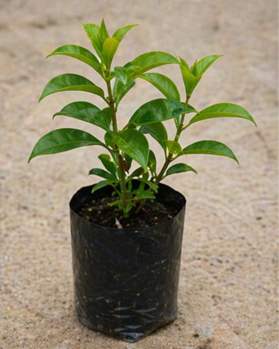 Allamanda Plant — view 5