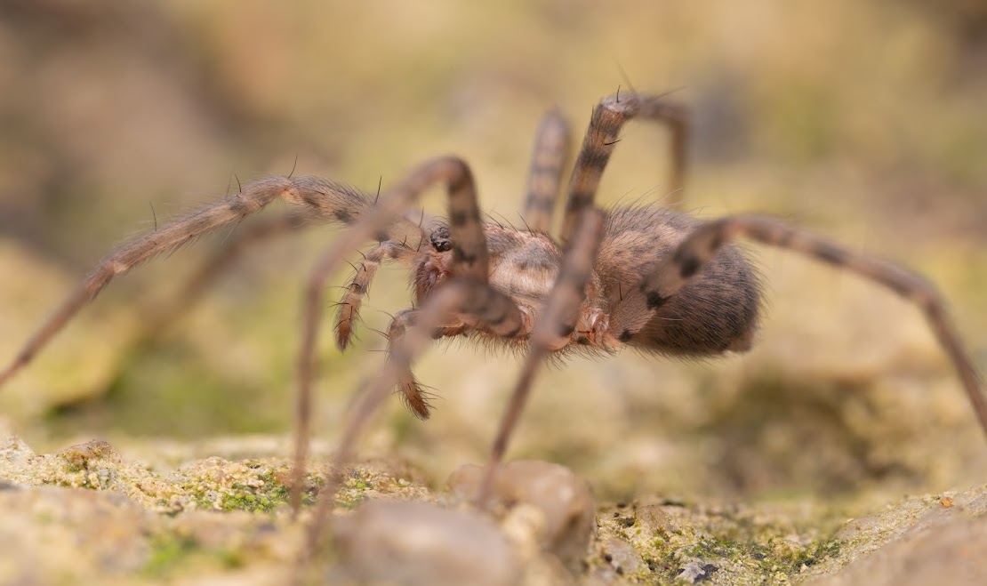 Tegenaria domestica