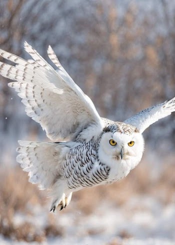 White Owl Picture