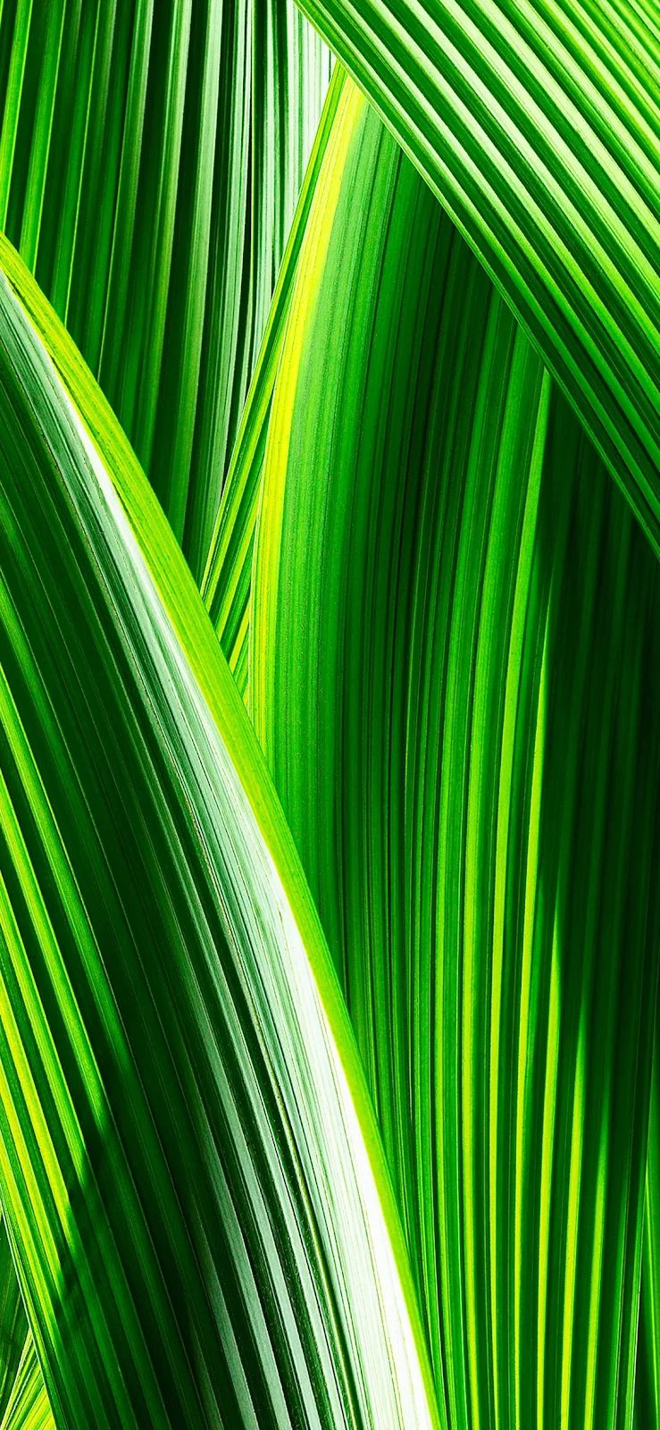 A Cool Apples, Ios, Plant, Green, Leaf Full HD iPhone Wallpaper for Free Download in High Quality [1125x2436]