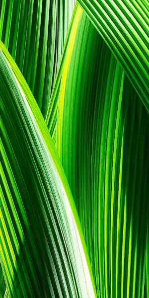 Palm, Green, Leaves, Tropical, Nature Full HD iPhone Wallpaper Background