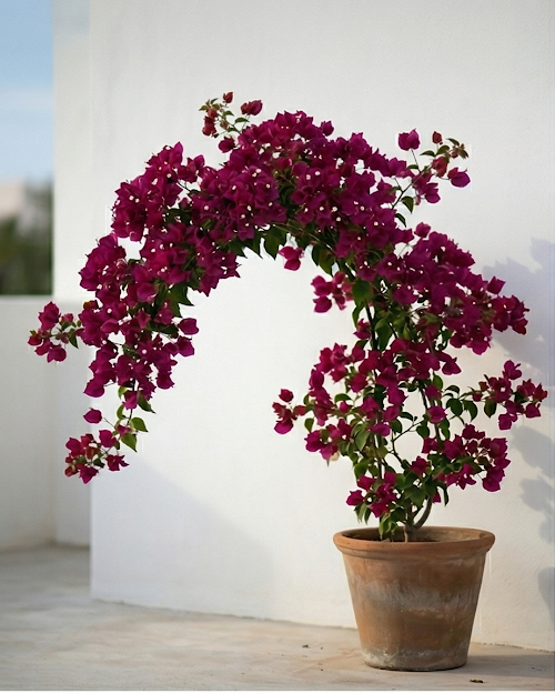 Imported Dark One Rubiyana Bougainvillea Plant
