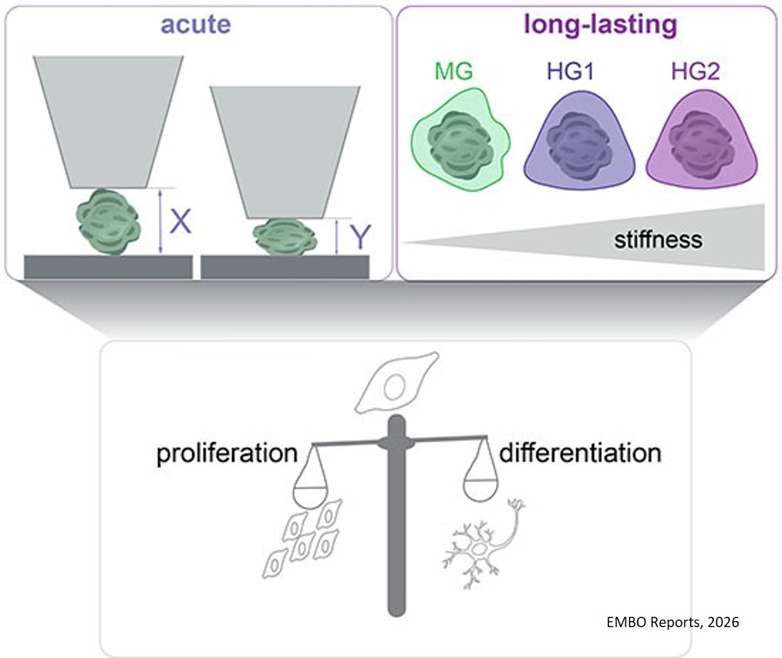 Mechanical impact on neural stem cell lineage decisions in human brain organoids