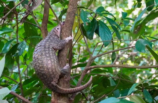 Quảng Ngãi: Tái thà thành công 4 cá thể động vật quý hiếm về môi trường sống tự nhiên