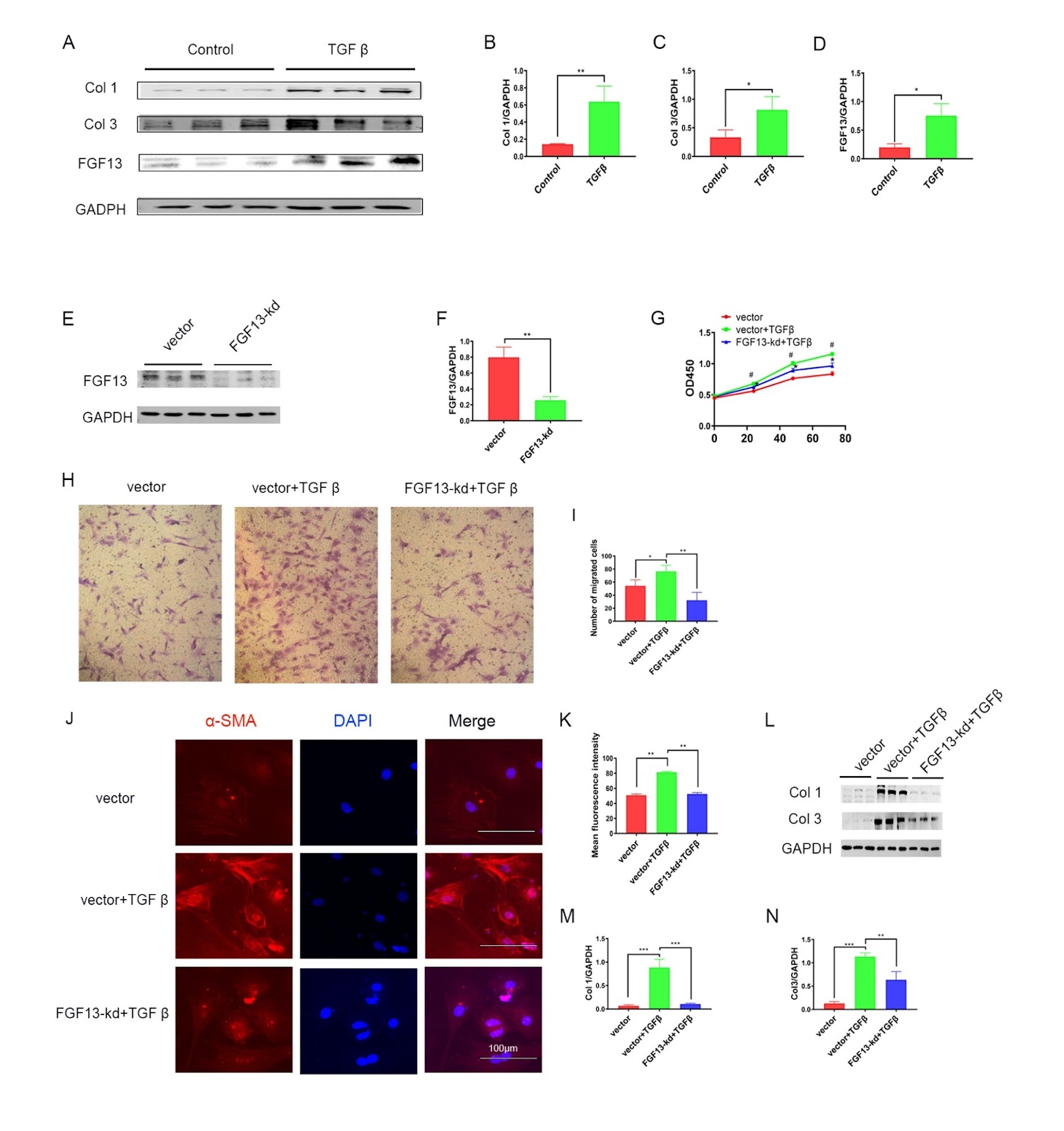 Inducible Fgf13 ablation alleviates cardiac fibrosis via regulation of microtubule stability