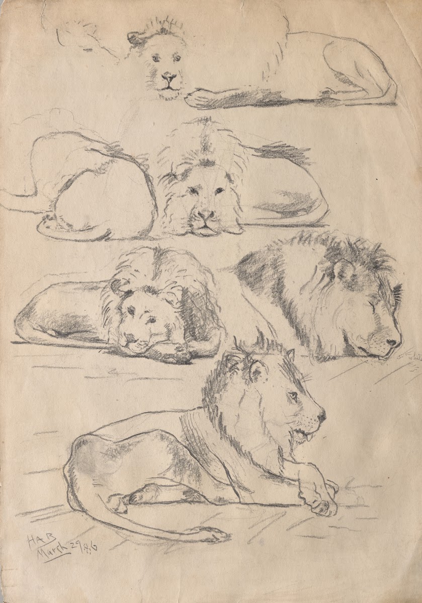 Studies ofLions 1886