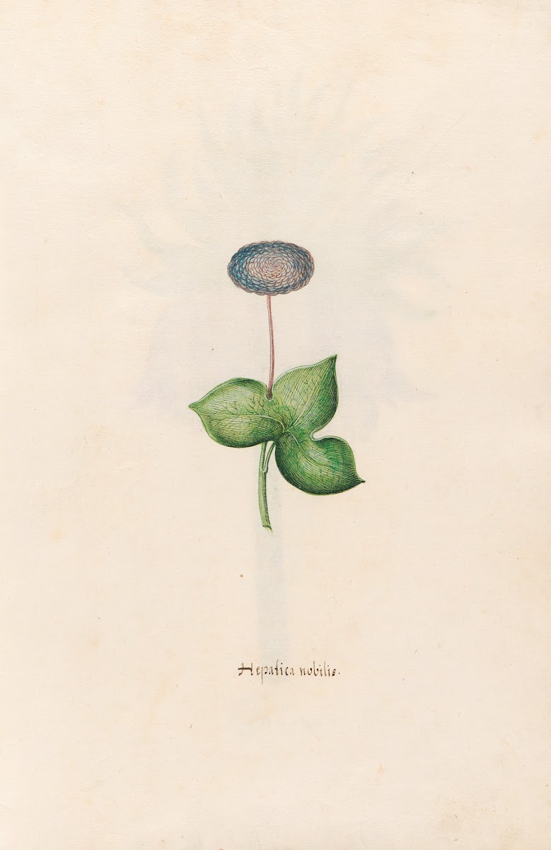 Hepatica nobilis 1692
