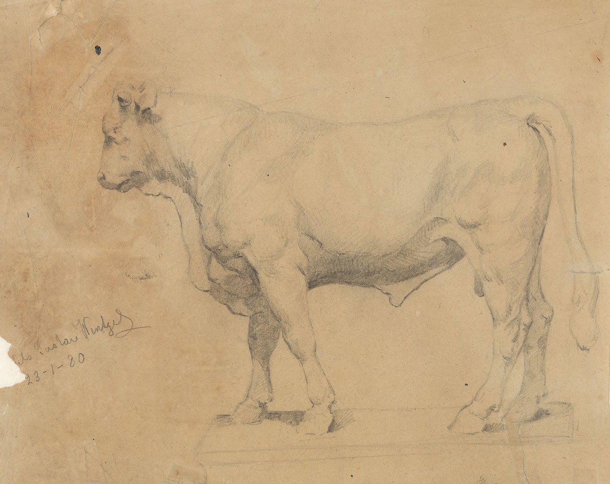 Bull 1880