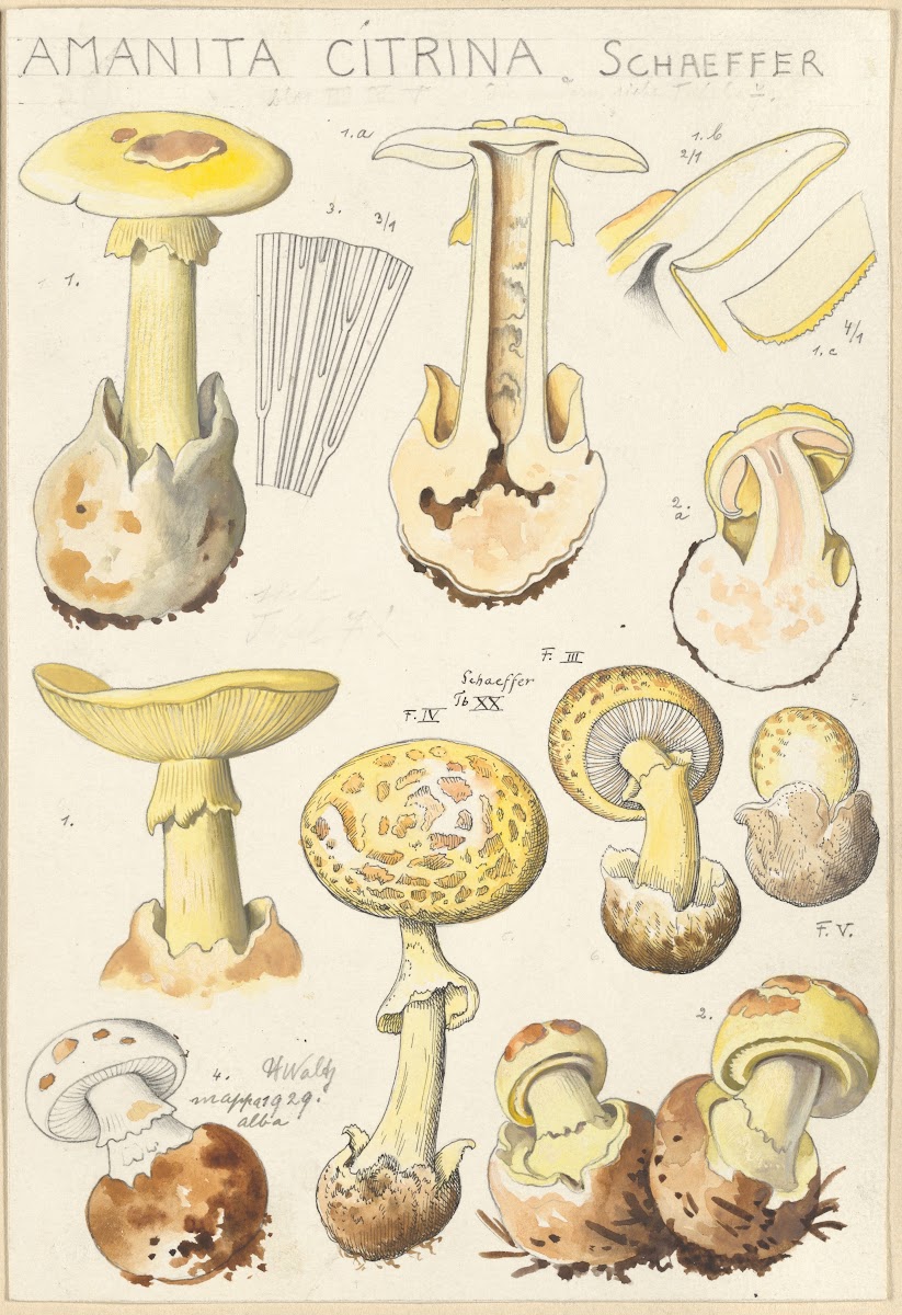 Amanita citrina 1915 1945